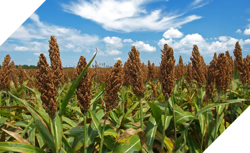 sorgo-compra-e-venda-goldagro